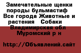 Замечательные щенки породы бульмастиф - Все города Животные и растения » Собаки   . Владимирская обл.,Муромский р-н